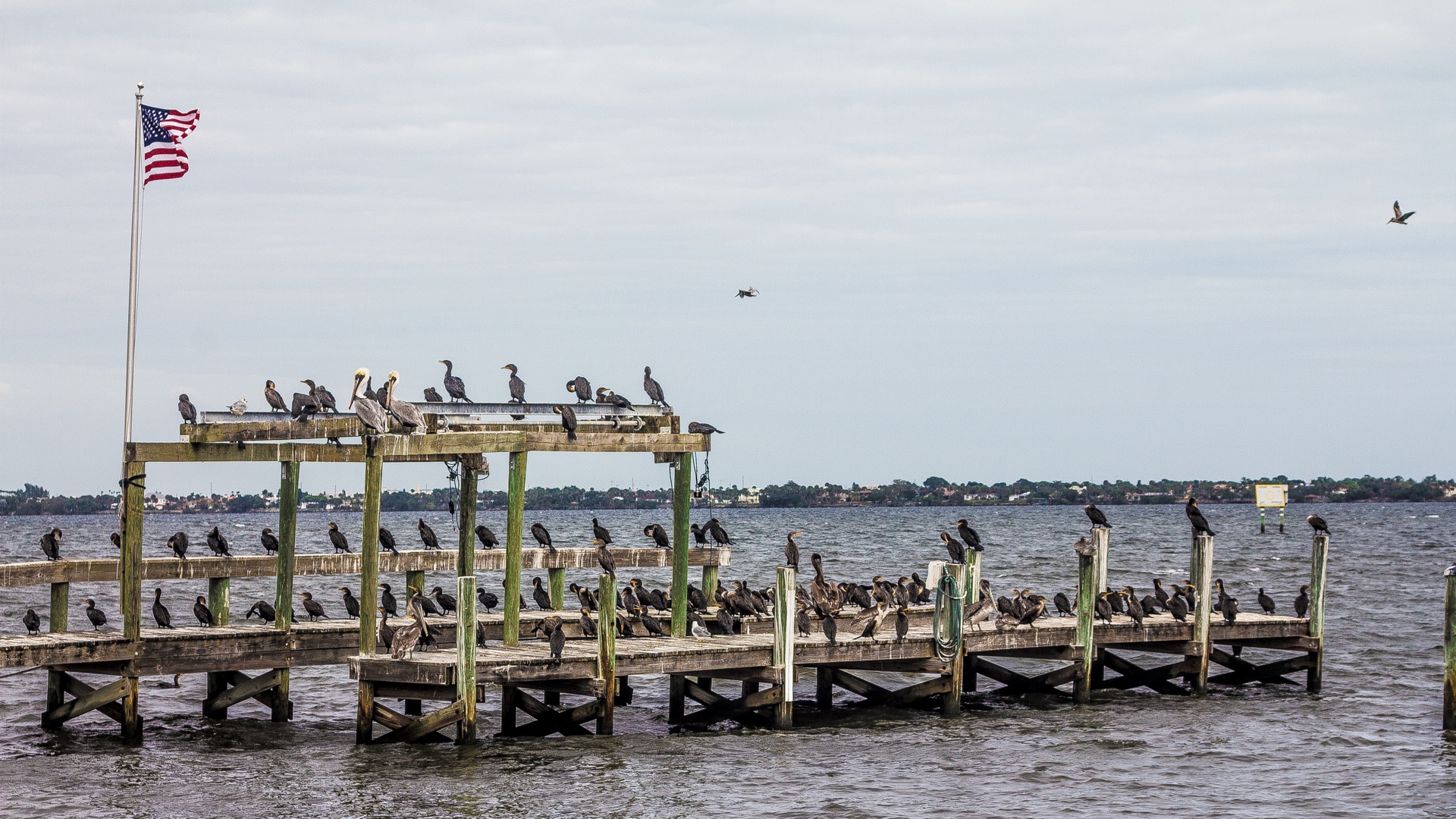 Desktop-Background-Birds-on-a-Dock-HD - TropicWallpapers